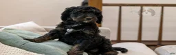 Bernedoodle dogs for sale: Denali - Ready Now! - Ad 19