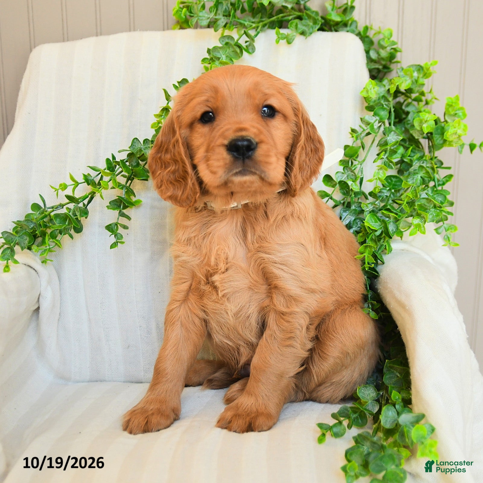 Miniature Golden Retriever dogs for sale: Mike - Ad 1