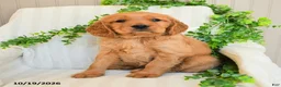 Miniature Golden Retriever dogs for sale: Mike - Ad 1
