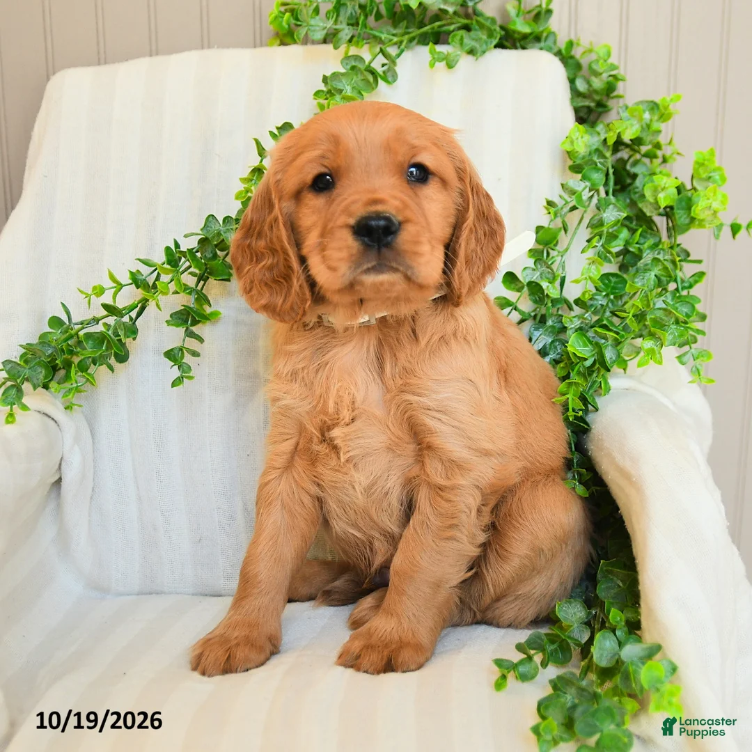 Miniature Golden Retriever dogs for sale: Mike - Ad 1