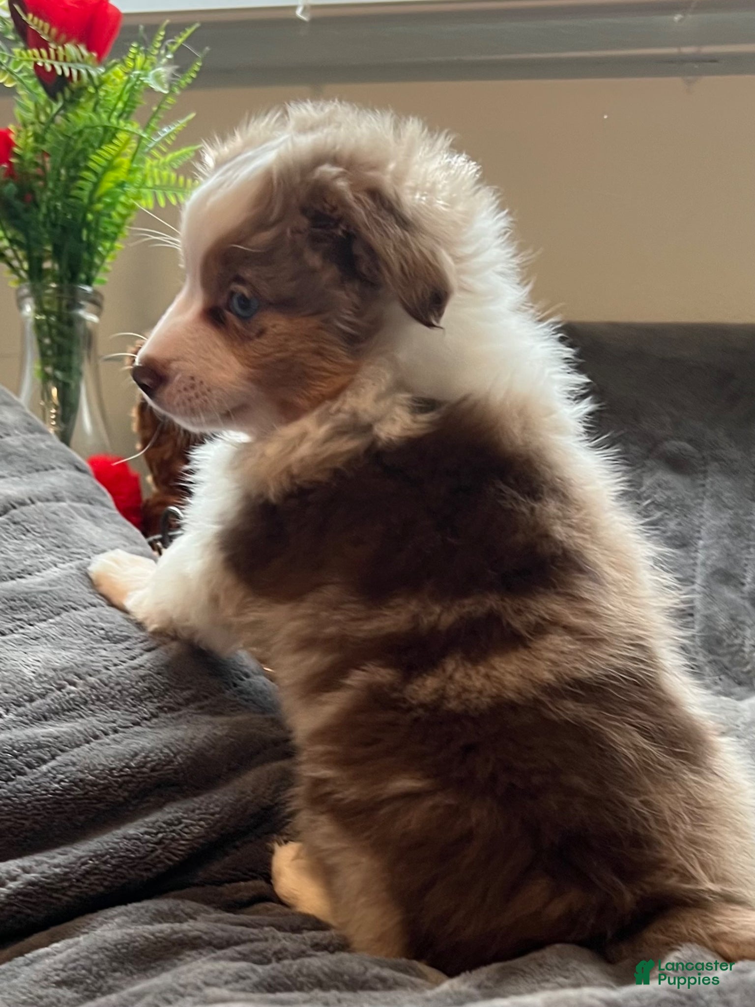 Toy Australian Shepherd dogs Minnie - 🎀 - Ad 2