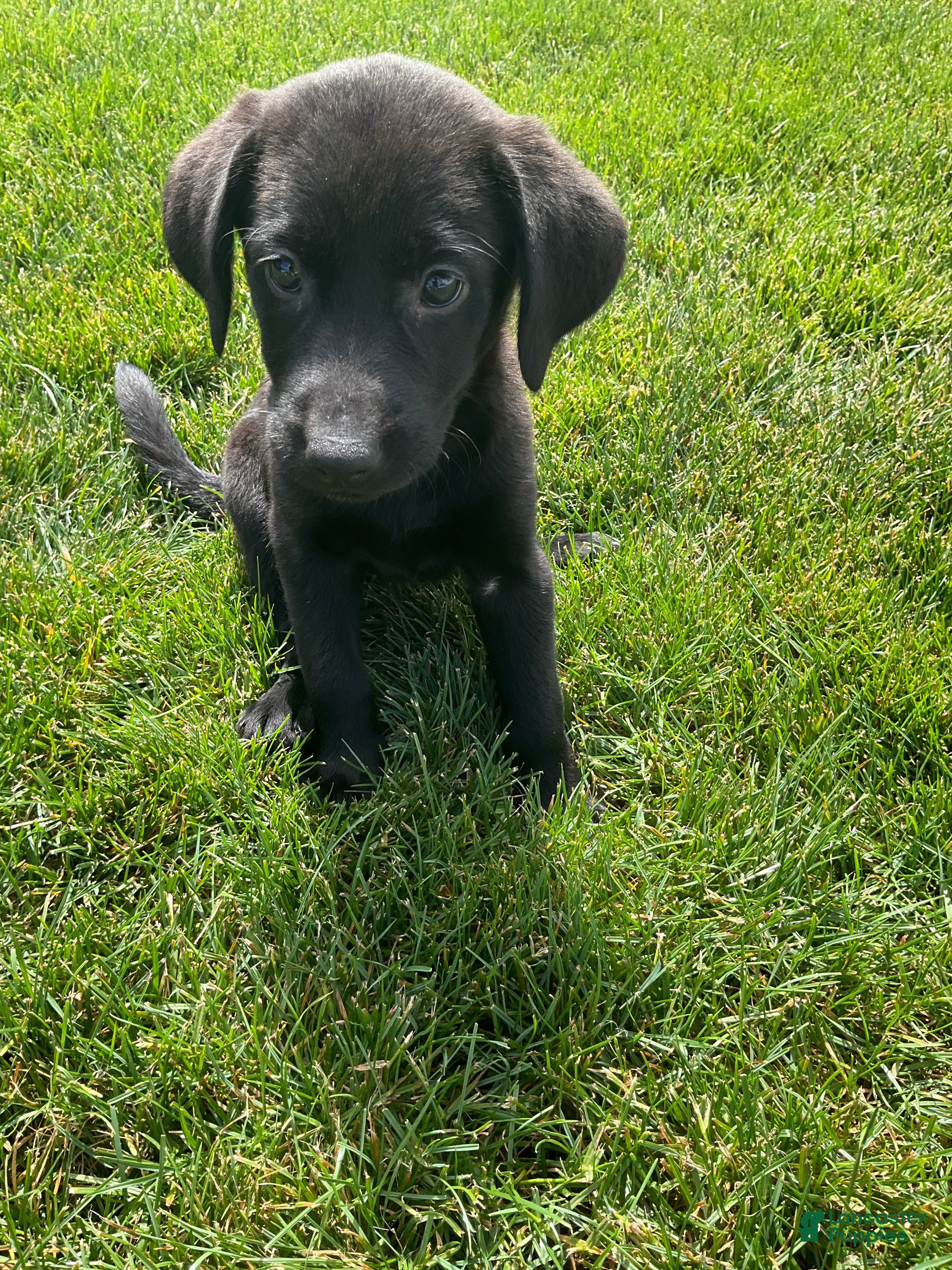 Labrador Retriever dogs Misty - Ad 2