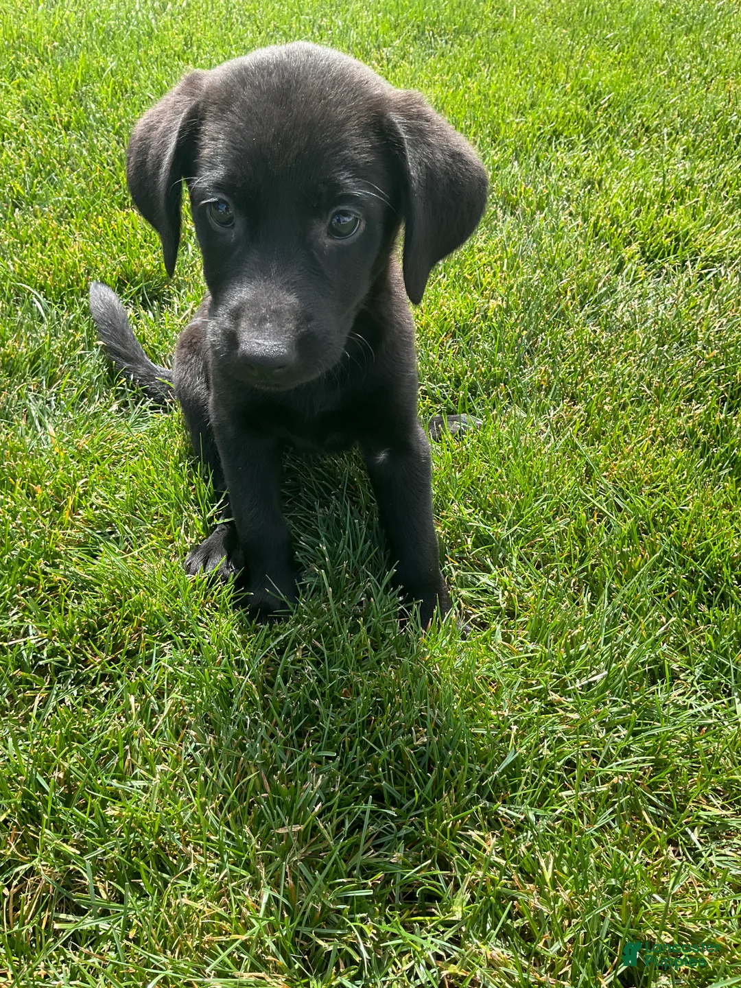 Labrador Retriever dogs for sale: Misty - Ad 2