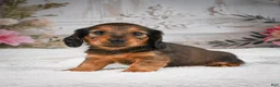 Miniature Dachshund dogs for sale: AKC-Daisy - Ad 2