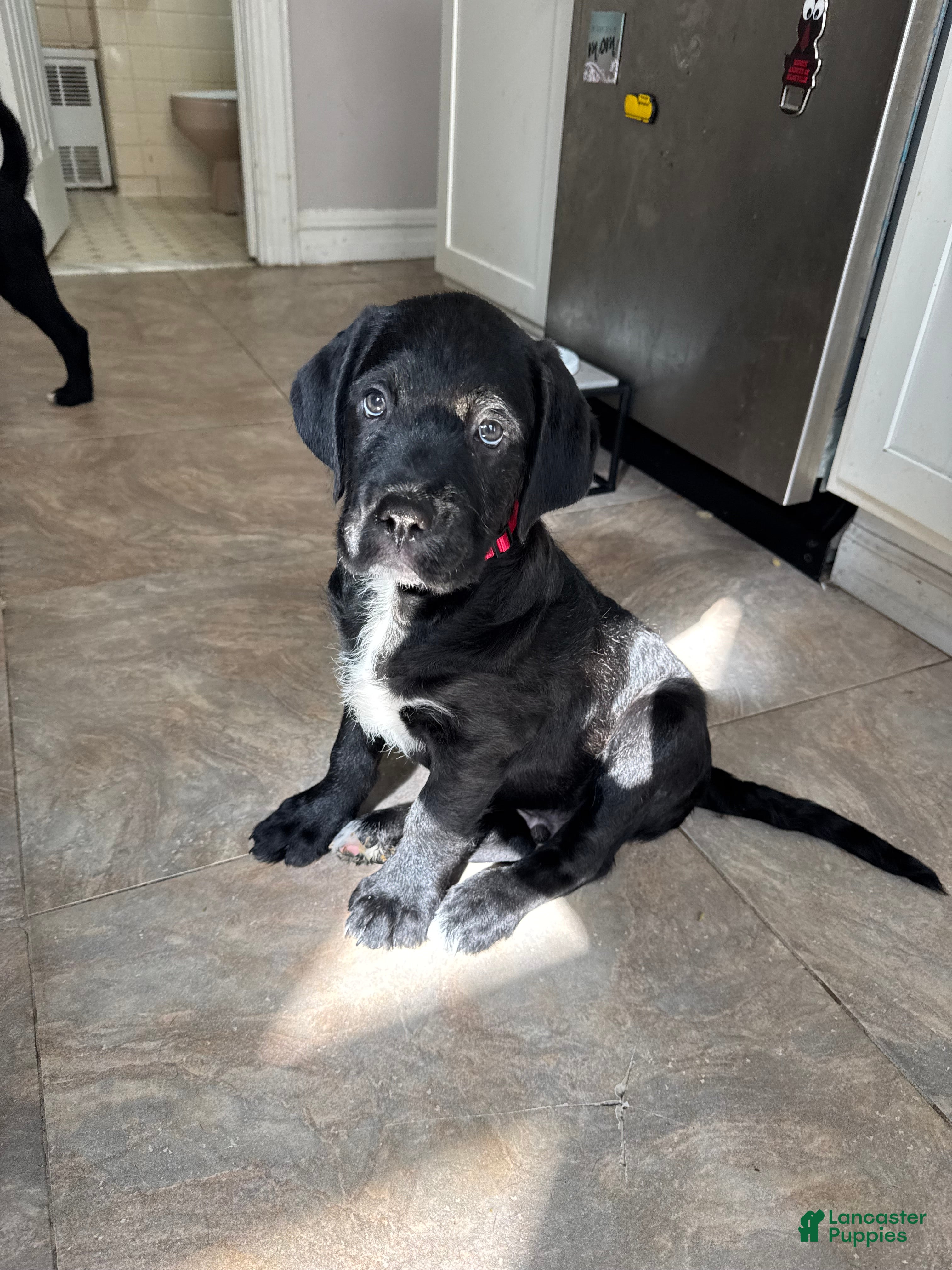 Mixed Breed dogs Red Collar - Ad 15