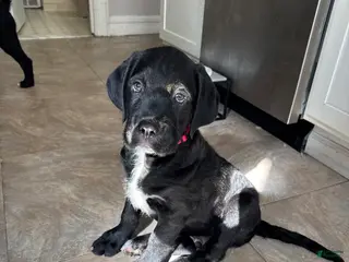 Mixed Breed dogs Red Collar - Ad 15