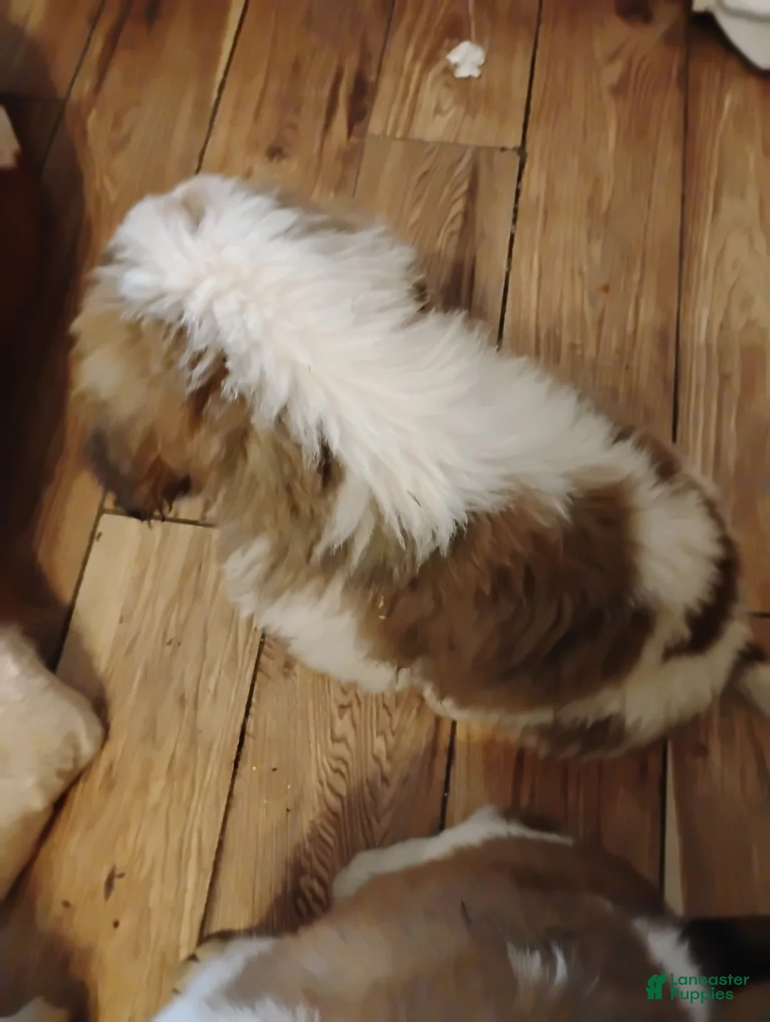 Saint Bernard dogs for sale: Saint Bernard Puppy 3 - Ad 2