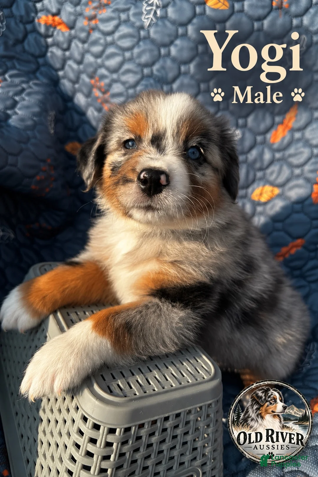 Australian Shepherd dogs for sale: Yogi - Ad 1