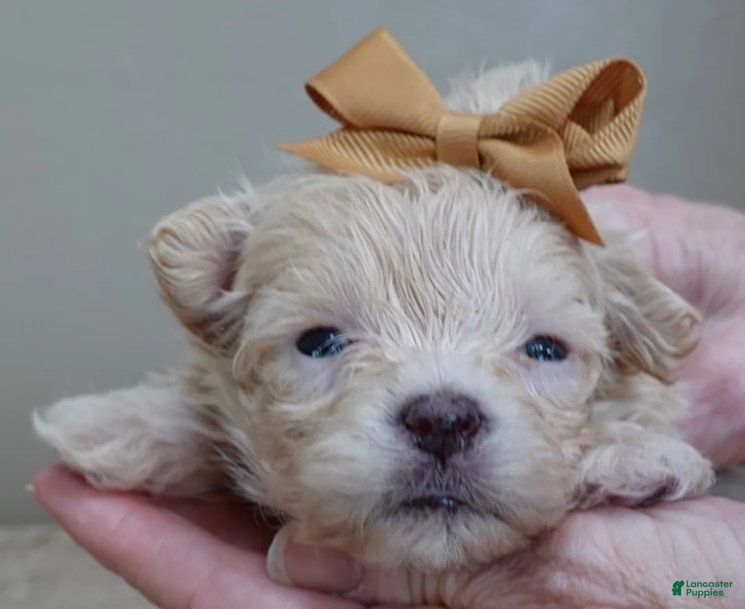 Maltipoo dogs for sale: Micro Teacup Kyro  - Ad 3