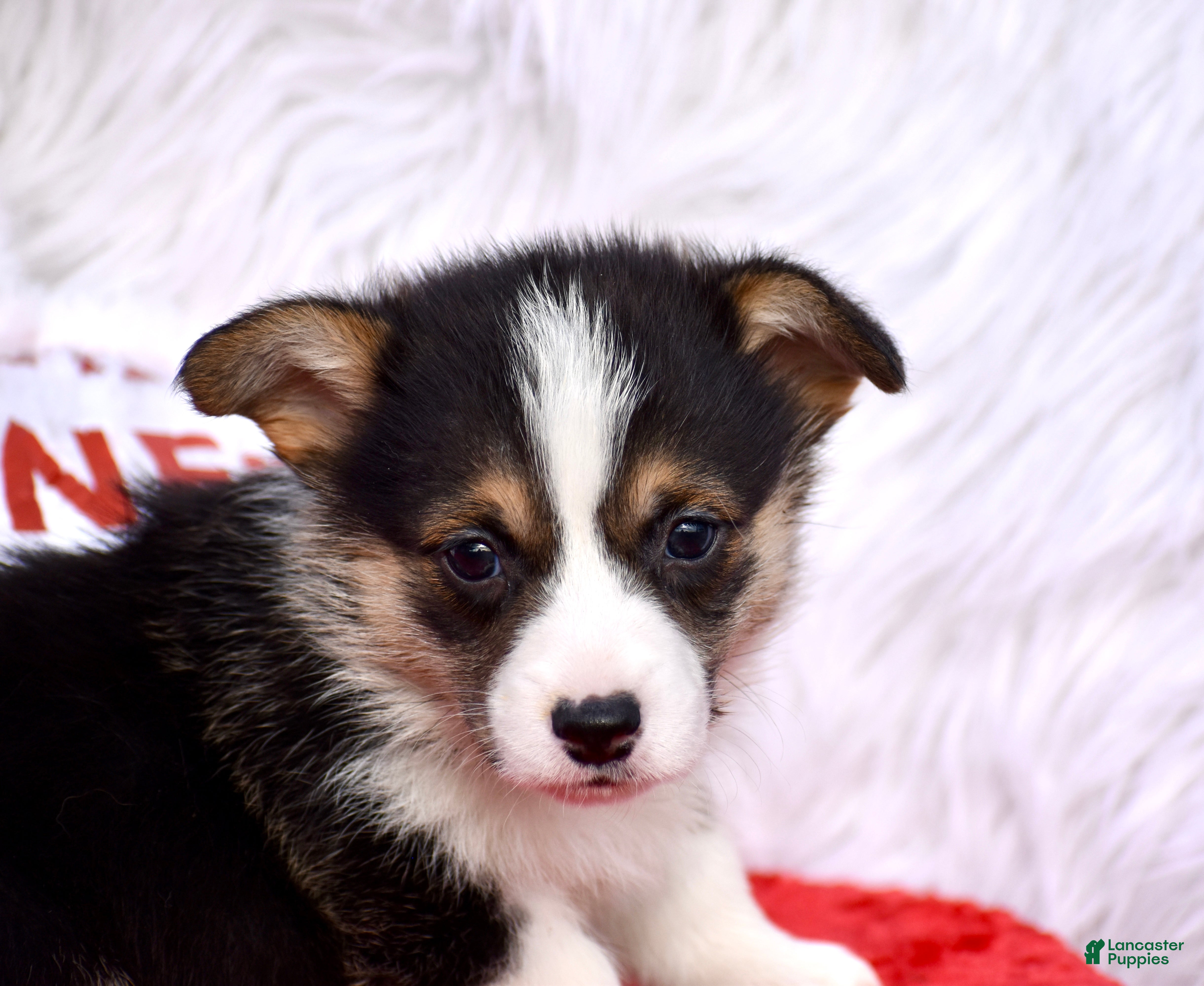 Welsh Corgi Pembroke dogs Welsh Corgi Pembroke Puppy 3 - Ad 3