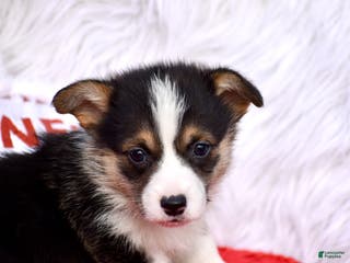 Welsh Corgi Pembroke dogs Welsh Corgi Pembroke Puppy 3 - Ad 3