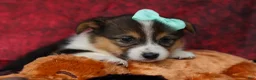 Welsh Corgi Pembroke dogs for sale: Amara🌸 - Ad 5