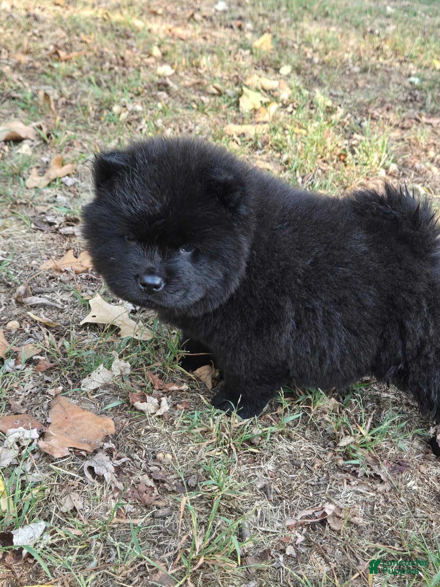 Chow Chow dogs for sale: Midnight - Ad 5