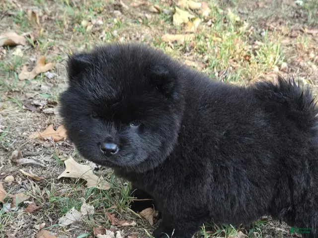 Chow Chow dogs for sale: Midnight - Ad 5