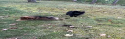 Pomeranian dogs for sale: Pomeranian 3 - Ad 6