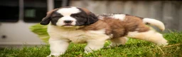 Saint Bernard dogs for sale: Willow - Ad 3
