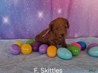 Miniature Poodle dogs Miniature Poodle Skittles - Ad 7