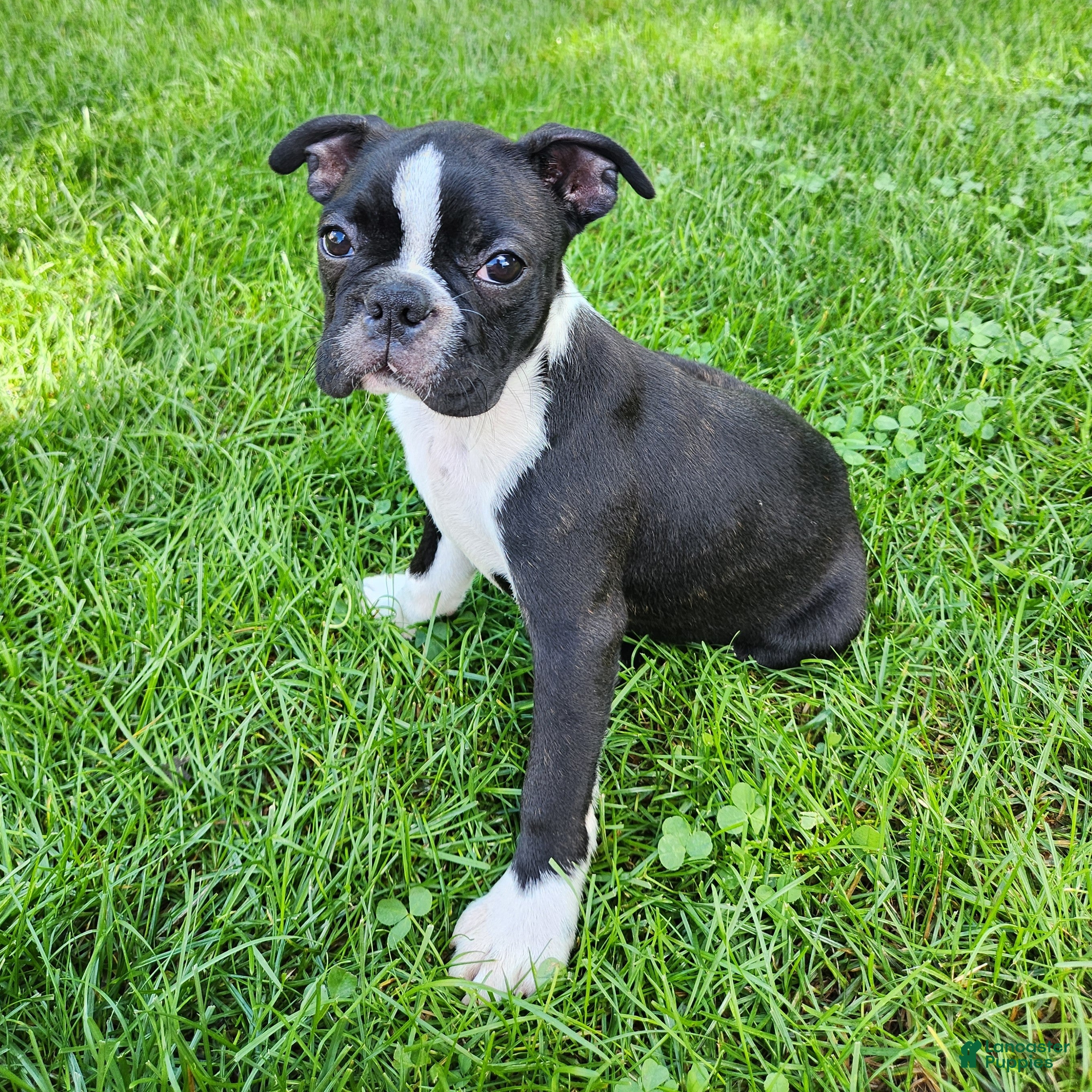 Boston Terrier dogs Rosie - Ad 1