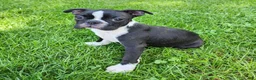 Boston Terrier dogs for sale: Rosie - Ad 1