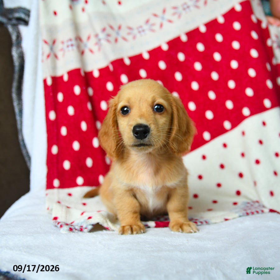 Miniature Dachshund dogs Graham - Ad 2