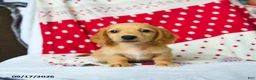 Miniature Dachshund dogs for sale: Graham - Ad 2