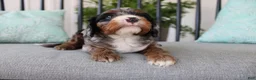 Cavapoo dogs for sale: Buttercup - Ad 2