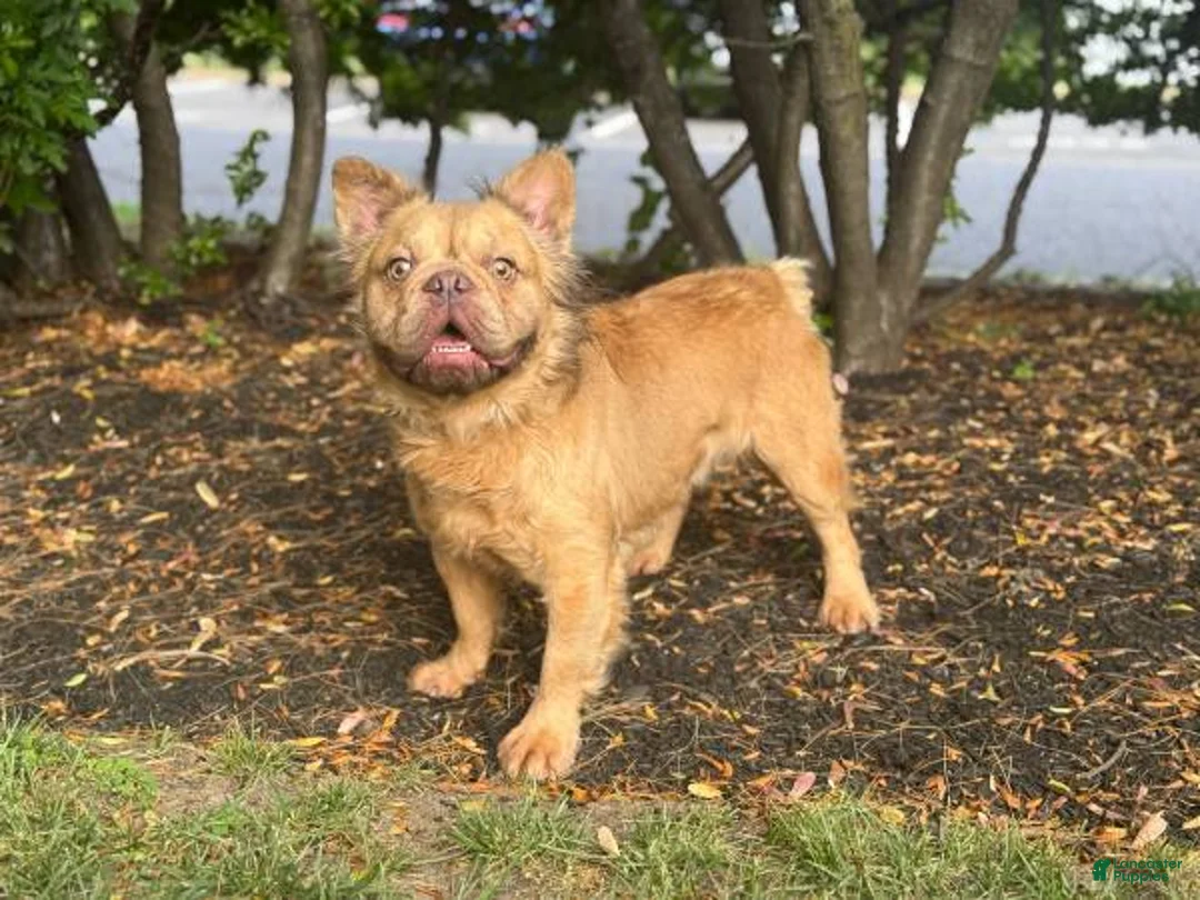 French Bulldog dogs for stud: French Bulldog 1 puppies - Ad 3