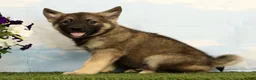 Mixed Breed dogs for sale: Kayson - Ad 3