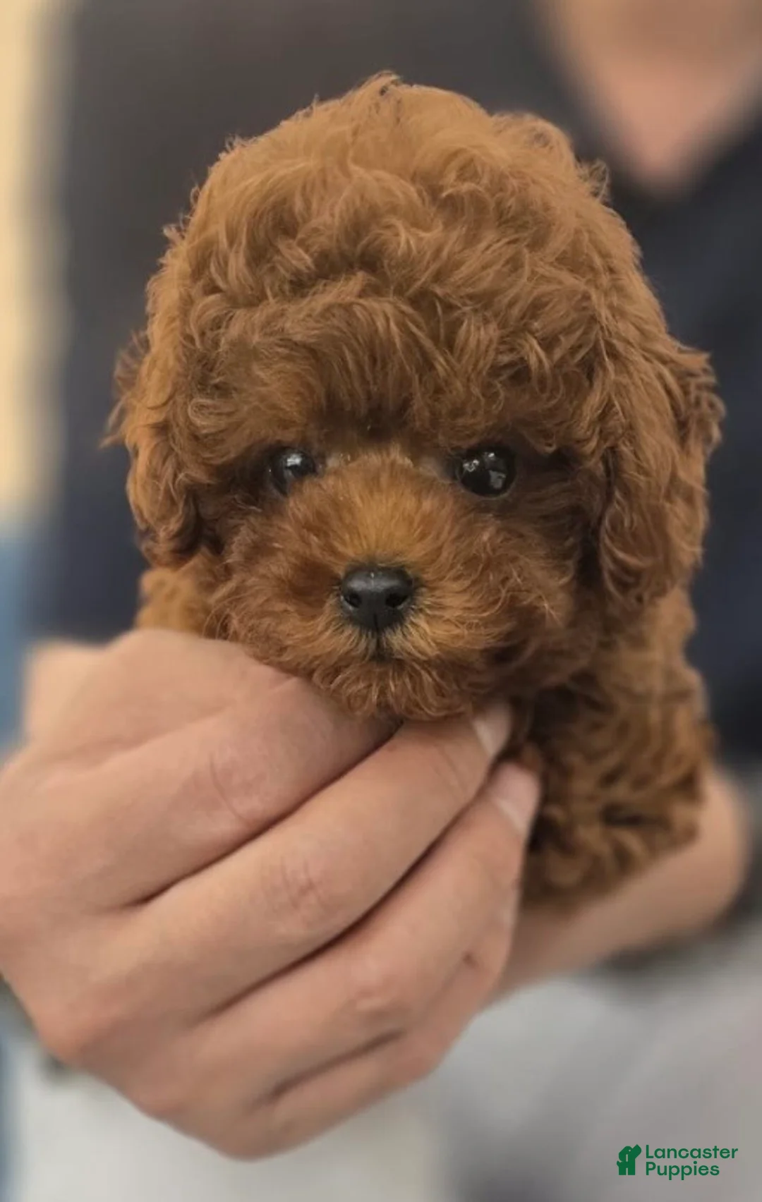 Toy Poodle dogs for sale: Toy Poodle 1 - Ad 23