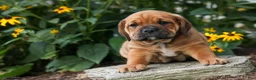 Beabull dogs for sale: Axel 💙🐾 - Ad 11