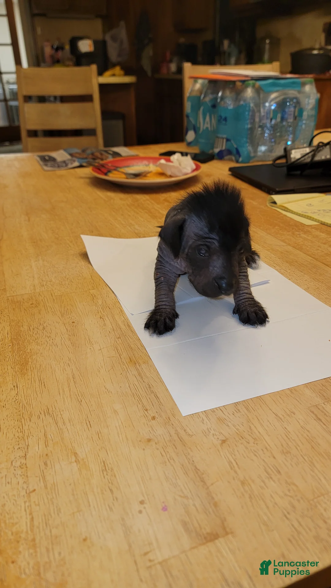 Peruvian Inca Orchid dogs for sale: Peruvian Inca Orchid Puppy 1 - Ad 2