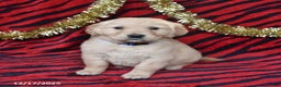 Golden Retriever dogs for sale: Rose  - Ad 3
