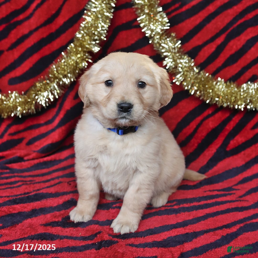 Golden Retriever dogs for sale: Rose  - Ad 3