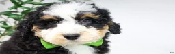 Mini Bernedoodle dogs for sale: HARLEY - Ad 3