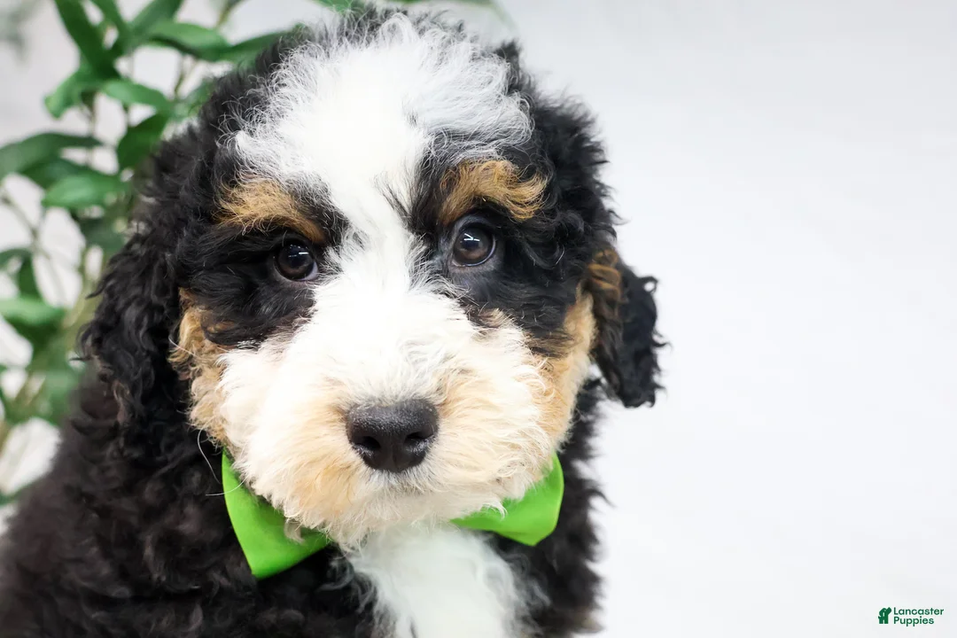 Mini Bernedoodle dogs for sale: HARLEY - Ad 3