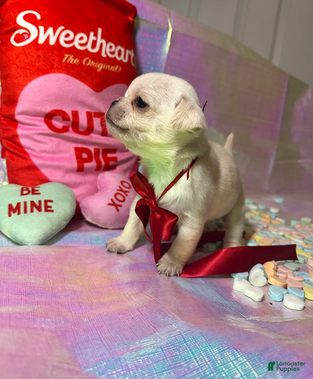 Pug dogs for sale: Nilla - Ad 2