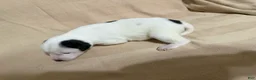Mixed Breed dogs for sale: Nova - Ad 3