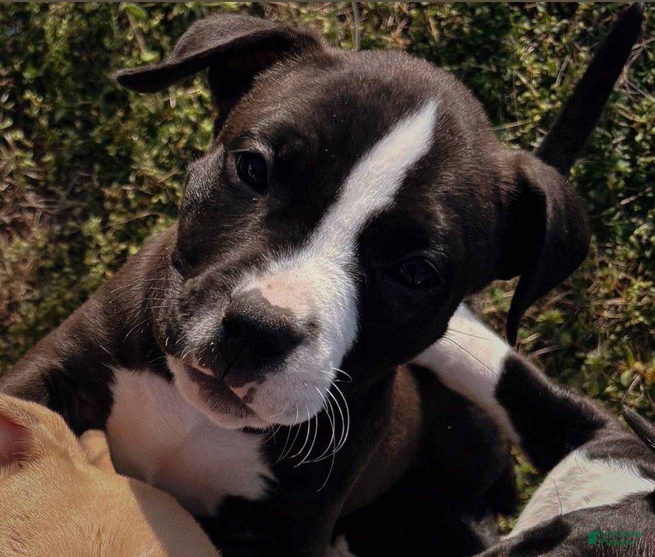 American Bully dogs Drake - Ad 2