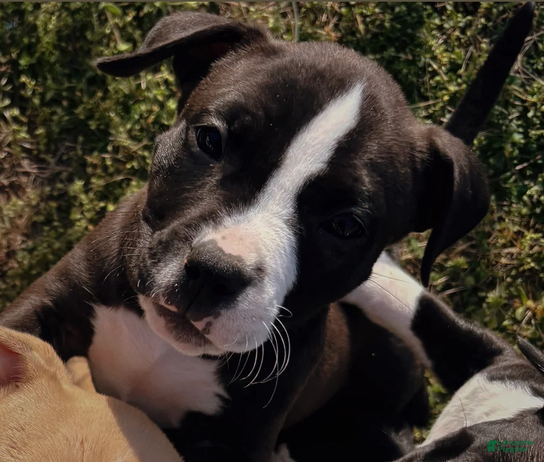 American Bully dogs for sale: Drake - Ad 2