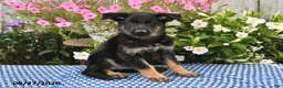 German Shepherd dogs for sale: Sasha - Ad 5