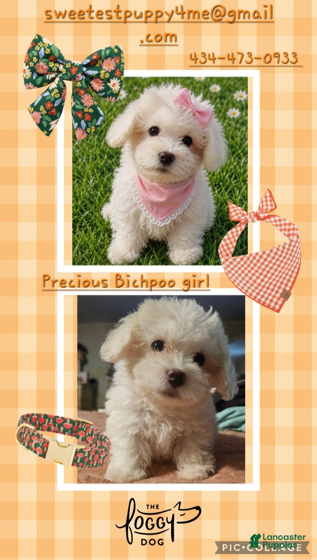Bichpoo dogs Lilly - Ad 26