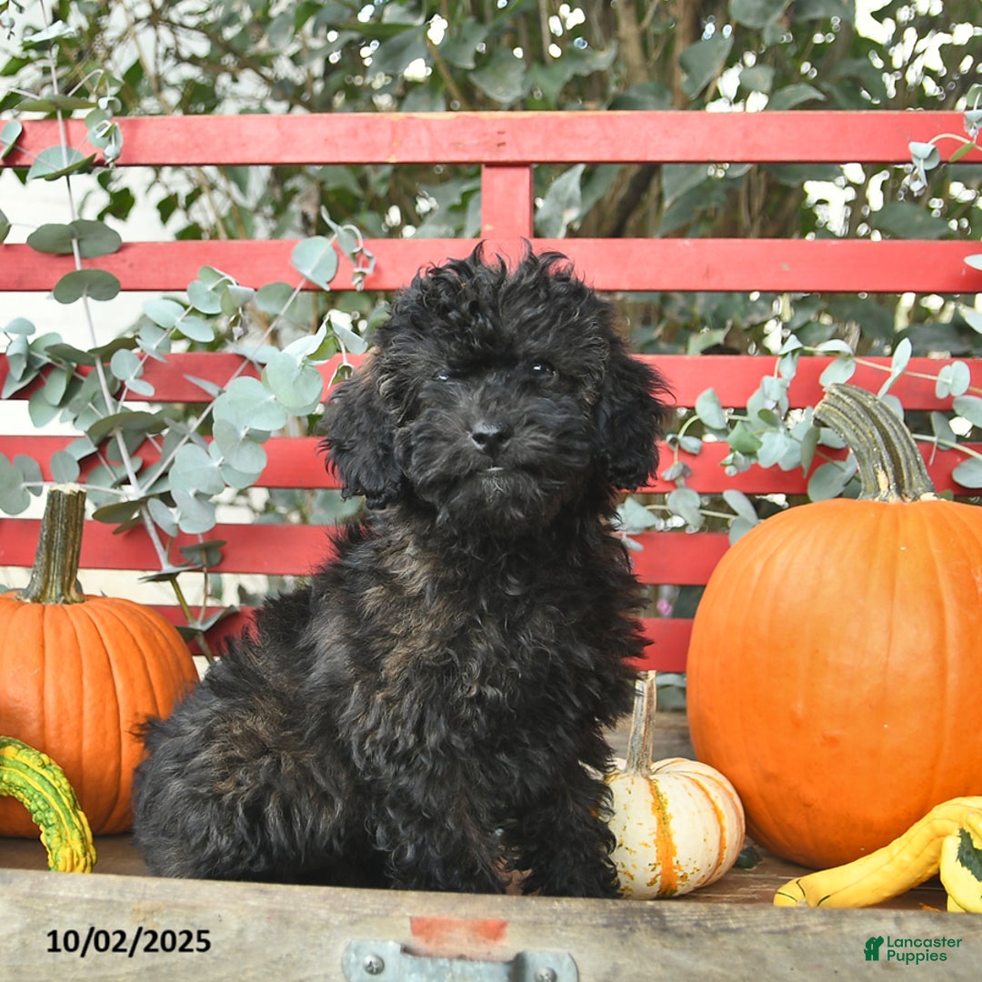 Mini Goldendoodle dogs for sale: Coconut - Image 6