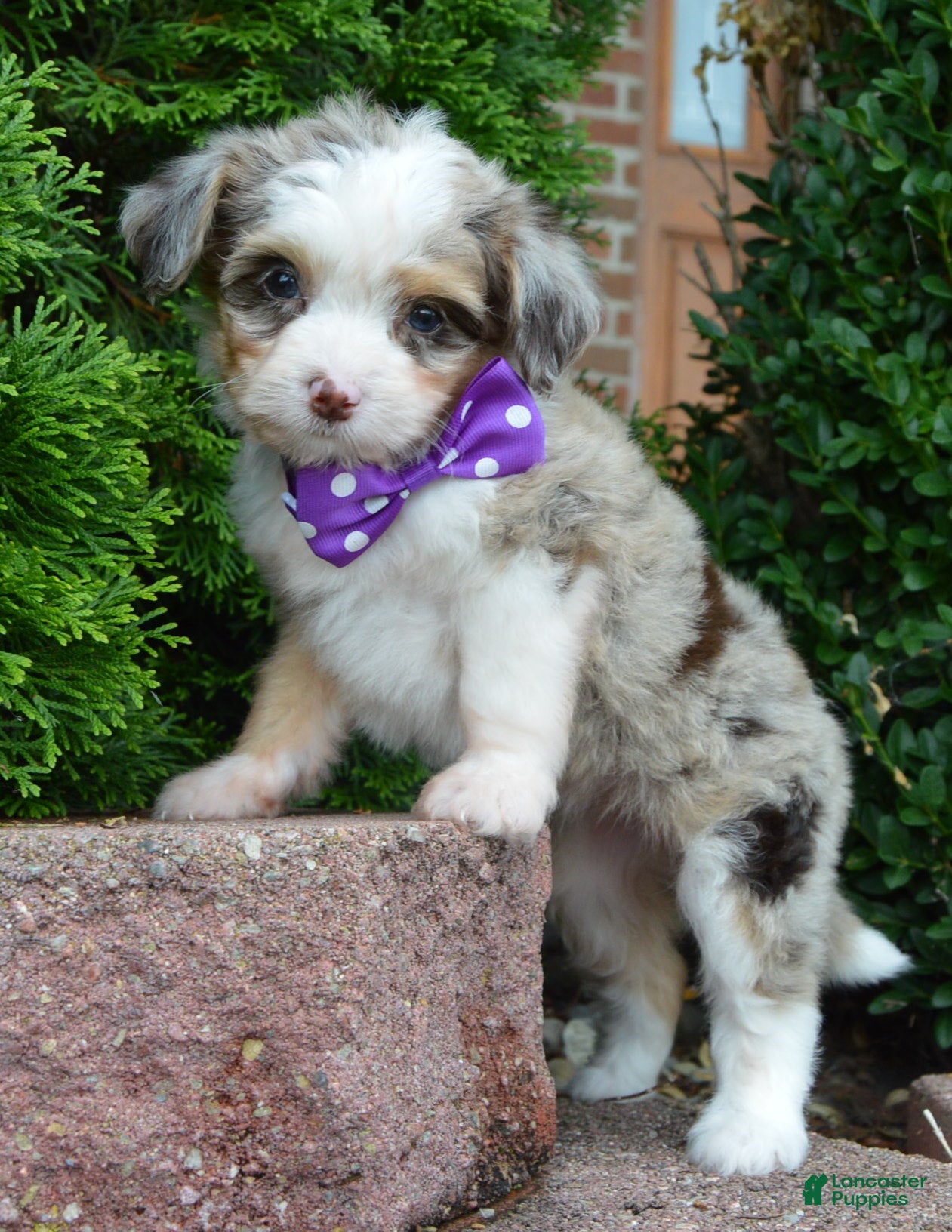 Mini Aussiedoodle dogs Mini Aspen - Ad 1