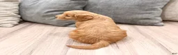 Mini Goldendoodle dogs for sale: Peppa - Ad 5