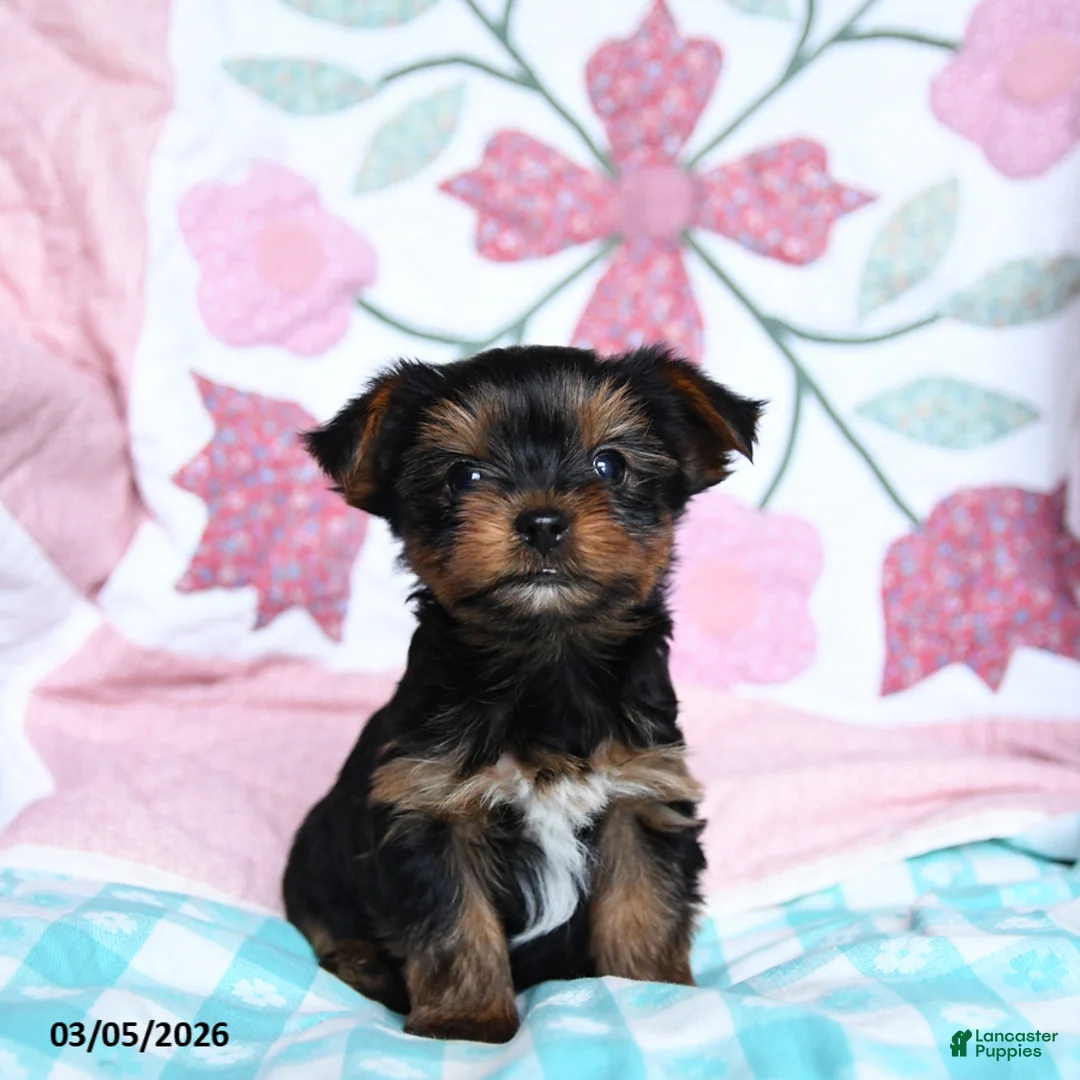 Yorkshire Terrier dogs for sale: Dexter - Ad 2