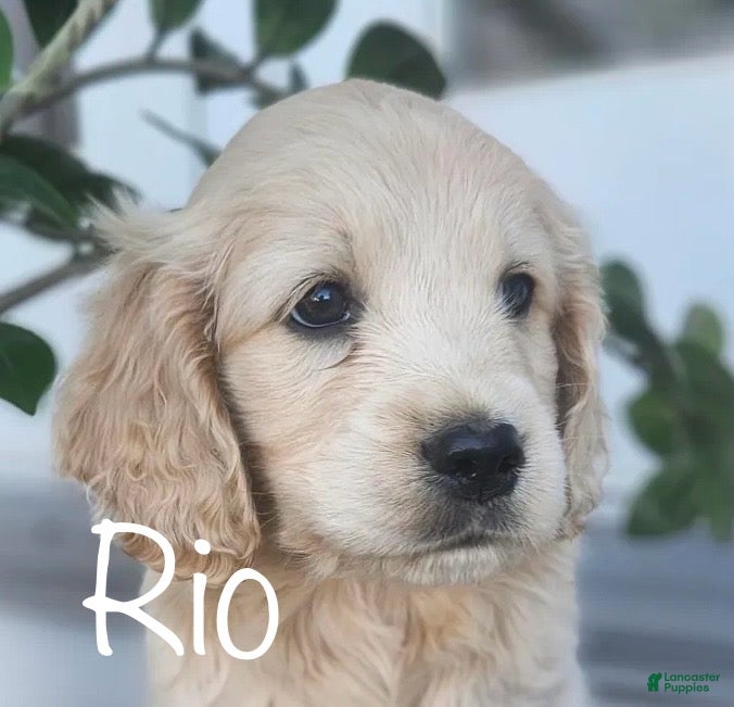 Mixed Breed dogs Rio - Ad 20