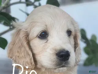 Mixed Breed dogs Rio - Ad 20