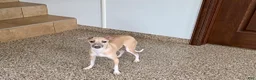 Italian Greyhound dogs for sale: Norm - Ad 4