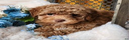Toy Poodle dogs for sale: Penny - Ad 7