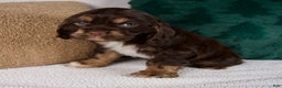 Cocker Spaniel dogs for sale: Rocky - Ad 4